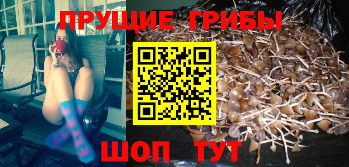 Боровичи  Псилоцибиновые грибы GOLDEN TEACHER  Вход с VPN 